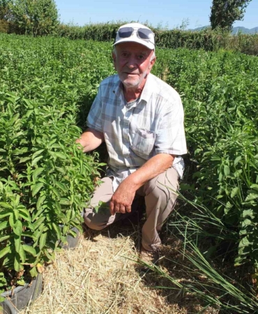 Burhaniye Stevia üretim merkezi oldu