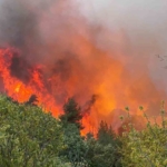 Bursa İznik’teki orman yangınında 30 hektar alan küle döndü