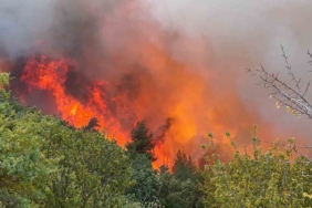 Bursa İznik’teki orman yangınında 30 hektar alan küle döndü