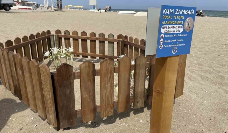 Bursa sahillerinde görülen ‘kum zambakları’ koruma altında