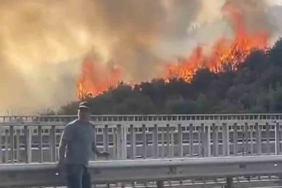 Bursa’da barakadan çıkan yangın zeytinlik alana sıçradı
