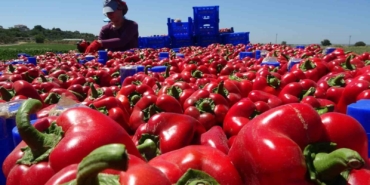 Çanakkale kapya biber üretiminde Türkiye’de birinci sırada