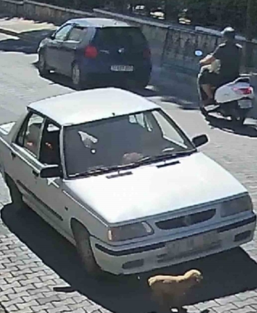 Çanakkale’de inanılmaz kurtuluş: Üzerinden otomobil geçen yavru köpek yaralanmadan kurtuldu