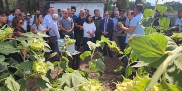 Çanakkale’de yerli ve milli ayçiçeği hasadı başladı