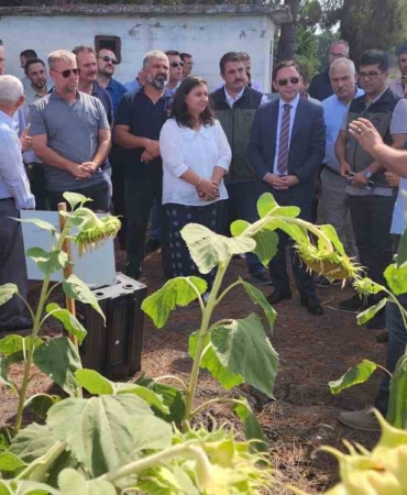 Çanakkale’de yerli ve milli ayçiçeği hasadı başladı