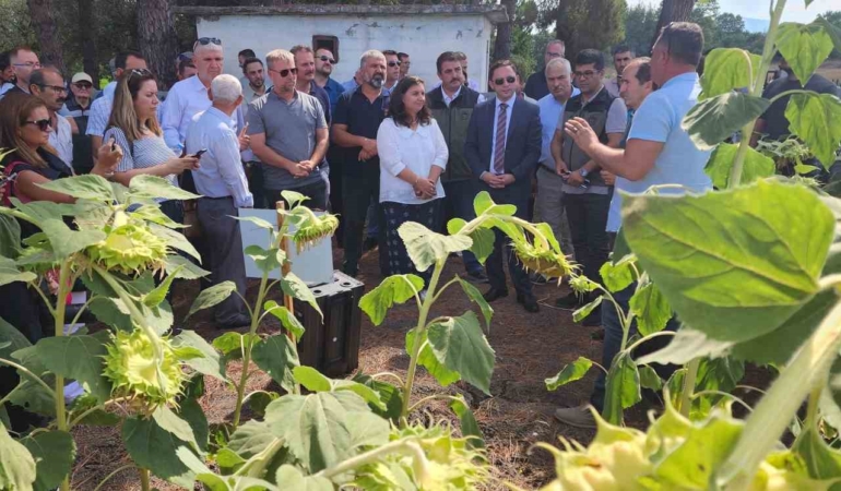 Çanakkale’de yerli ve milli ayçiçeği hasadı başladı