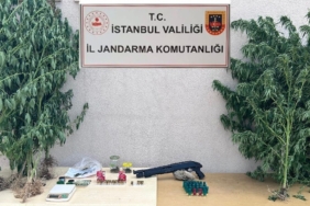 Çatalca’da jandarmanın baskın yaptığı evden 50 kök kenevir ele geçirildi