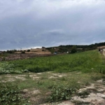 Çatalca’da kavun tarlalarına dadanan domuzlar çiftçileri canından bezdirdi