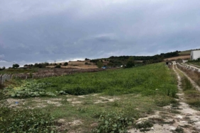 Çatalca’da kavun tarlalarına dadanan domuzlar çiftçileri canından bezdirdi