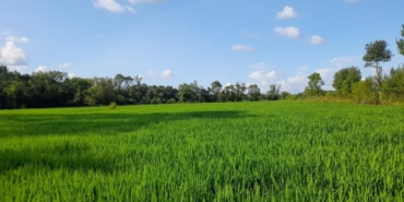 Çeltik üreticileri açılan 11 kuyu sayesinde nefes aldı