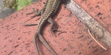 Çift kuyruklu kertenkele