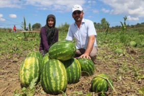 Coğrafi işaretli Kandıra karpuzunda hasat zamanı