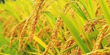 Edirne’de 1 kilo çeltik maliyeti 30 lira 5 kuruş olarak hesaplandı