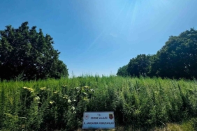 Edirne’de 120 bin kök kenevir yakalandı