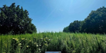 Edirne’de 120 bin kök kenevir yakalandı