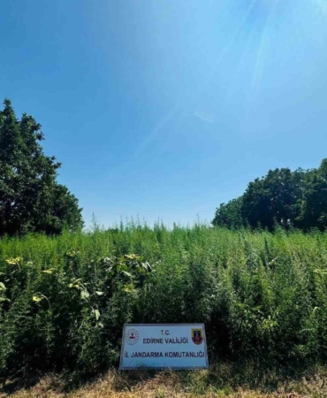 Edirne’de 120 bin kök kenevir yakalandı