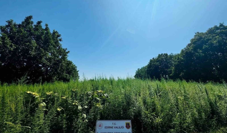 Edirne’de 120 bin kök kenevir yakalandı