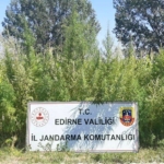 Edirne’de 159 bin kök kenevir ele geçirildi