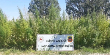 Edirne’de 159 bin kök kenevir ele geçirildi