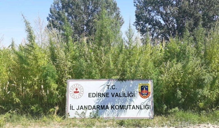 Edirne’de 159 bin kök kenevir ele geçirildi