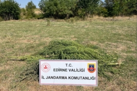 Edirne’de uyuşturucu operasyonu: 300 kök kenevir imha edildi