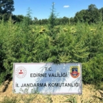 Edirne’de uyuşturucu operasyonu: 49 bin 500 kök kenevir imha edildi