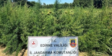 Edirne’de uyuşturucu operasyonu: 49 bin 500 kök kenevir imha edildi