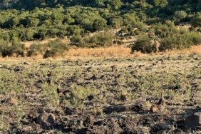 Enez’de 600 çil keklik doğaya bırakıldı