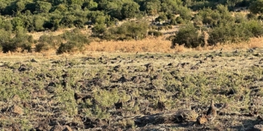 Enez’de 600 çil keklik doğaya bırakıldı