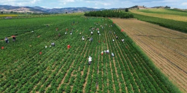 Fasulye fiyatları üreticiyi zor duruma soktu
