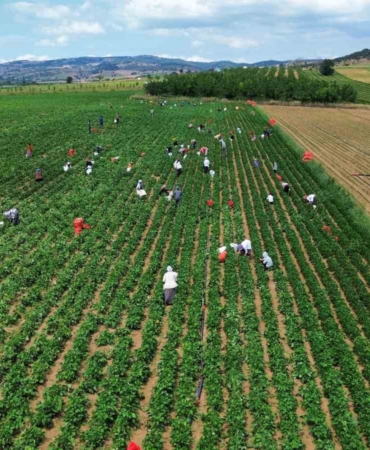 Fasulye fiyatları üreticiyi zor duruma soktu