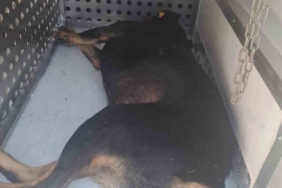 Fatih Belediyesi ekipleri saldırarak adamın ölümüne neden olan sahipsiz köpekleri topluyor