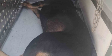 Fatih Belediyesi ekipleri saldırarak adamın ölümüne neden olan sahipsiz köpekleri topluyor