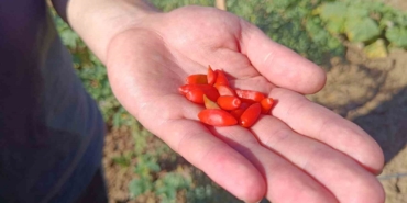 Faydaları saymakla bitmeyen meyve Bilecik’te ilk kez dikildi