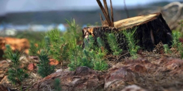 Fidanlar geleceğe nefes olacak