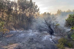 Gebze’de ormanlık alanda yangın çıktı