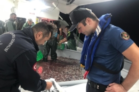Hamsi avcılığına kota getirildi, gemi sahipleri için son başvuru tarihi 6 Eylül