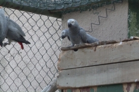 Havalimanında ele geçirilen 309 jako papağanı koruma altına alındı