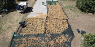 Havran’da coğrafi işaretli incir hasadı sürüyor