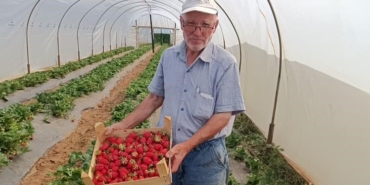 Hobi olarak başladığı çilek yetiştiriciliğinde yılda 6 ton çilek üretiyor