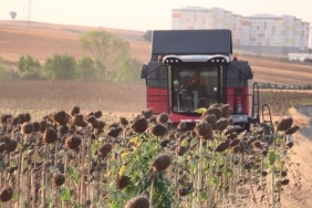 İHA ve SİHA’dan sonra ayçiçeğinde de yerli başarı: Trakya’nın tohumu tüm Türkiye’yi besleyecek