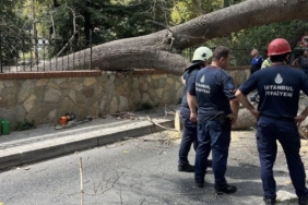 İstanbul Sarıyer’de çürüyen ağaç yola devrildi