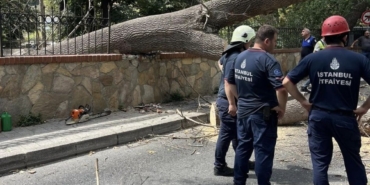 İstanbul Sarıyer’de çürüyen ağaç yola devrildi