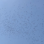 İstanbul semalarında leyleklerin göç dansı