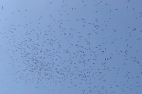 İstanbul semalarında leyleklerin göç dansı