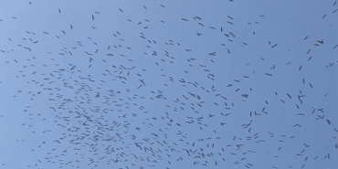 İstanbul semalarında leyleklerin göç dansı