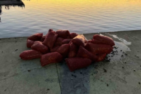 İstanbul Üsküdar’da 1 ton kaçak midye ele geçirildi