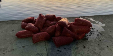 İstanbul Üsküdar’da 1 ton kaçak midye ele geçirildi