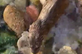 İstanbul’da nesli tükenmekte olan su samuru görüntülendi