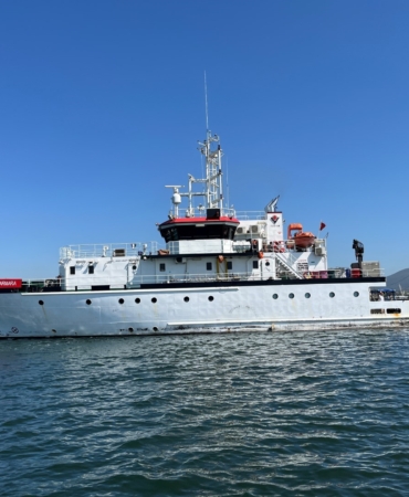İzmit Körfezi’nde deniz ekosistemi hayat buluyor